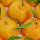 예성농장 이미지