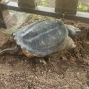 거북공원-2　 이미지