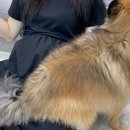 [임신주수기록] 임신 6개월차 증상 정리 – 똥배 아닌 진짜 배, 본격 튀어나온다🤰🏻