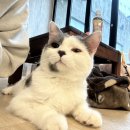 착한 고양이 | 대구 동성로 고양이카페 집사의하루 착한 가게 깨끗한고양이카페 방문후기