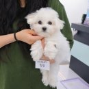 멍앤냥 강아지고양이 안양점 | 파티말티푸 분양 강아지분양 / 멍앤냥 안양점