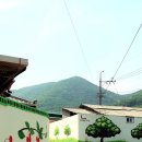 경주 체리 이미지