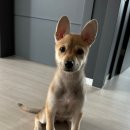 도그헬퍼 이미지