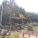 태기산아침의새소리 이미지