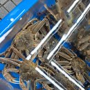 다대씨파크 | [부산] 다대씨파크 횟집 활어집 방문후기(가격 주차정보 첨부)