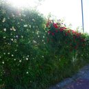 맑은길주차장 이미지