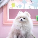 바비애견미용 이미지