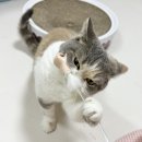 우리고양이 이미지