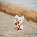 강아지꿈 - 원주시 남산로 178 | 강아지꿈