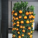 카페 코랄(CAFE CORAL) 이미지