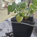 농부맘마트 | 요즘 딸기값 실화? 금딸기 시대에 집에서 딸기 키워봤어요🍓 달을 보는 농부 딸기 모종 딸기키트