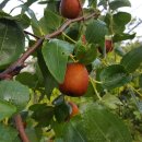 쇠똥구리 농장 이미지