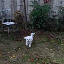 애견 미용실(도그하우스) 이미지