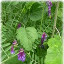 산에는꽃이피네 이미지