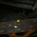 동화 속 요리세상 | 여행] 웃붓 특별한 체험 동화 속 세상 반딧불이(The Fireflies Garden) 체험 후기(ft. 예약/픽드랍/식사...