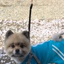 평강역 | 아무도모르는벚꽃명소추천 부산벚꽃스팟 김해벚꽃스팟 평강천벚꽃 리얼후기