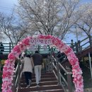 죽전리 | 보은 벚꽃길축제 다녀온 후기!(아이랑가기좋아요)