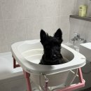 강아지고양이악세사리&미용 | 헤디스그루밍 강아지 고양이 미용테이블 욕조세트 후기｜6kg 강아지도 넉넉한 강아지 욕조 추천