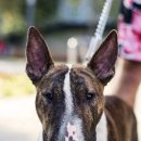 바우와우 이미지