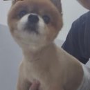 본 동물메디컬센터 외과동물병원 이미지