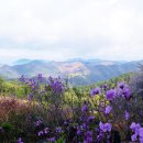 대금산진달래길(등산) 이미지