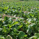 오만농장 이미지