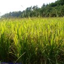 하일할머니 이미지