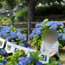 [울산 가볼만한 곳] 엄마랑 장생포 여름 수국축제 주차장 포함 후기