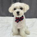 1982 PET FOOD 이미지