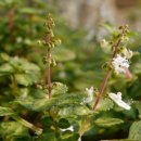 애플민트 이미지