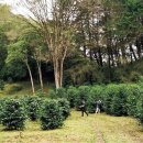 굴지농원 이미지