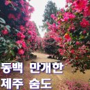 석부작박물관 | 2026년 제주 숨도 후기｜동백꽃 만개한 겨울 제주 가볼만한곳, 한라산 뷰 힐링 명소