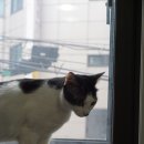 우다닥고양이호텔 이미지