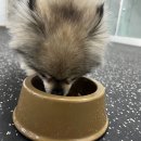 피플앤 퍼피 이미지