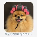 멍스 크로스 이미지