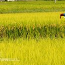 들녘 옷 이미지