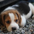 해운대 24시 동물의료원 이미지