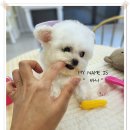 마마스미독강아지분양광주점