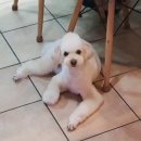 마이티그루밍 이미지