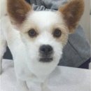 맥스동물병원 이미지