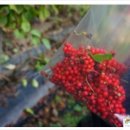 오미 농산물 이미지