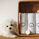 메종 드 펫 이미지