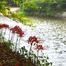 선운사의추억 이미지