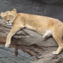 GS25용답로데오점 이미지