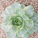 더 퀸(The Queen) 이미지