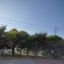 닭장수후라이드 (평택칠원점) 네이버블로그