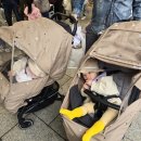 광장로(삼남매 앞) | 돌아기랑 과천 서울대공원 코끼리열차, 리프트 타기