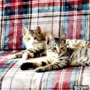 평촌한양월드빌오피스텔 이미지