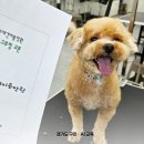 그루밍멍멍 | 수택동 구리애견미용학원 말티푸 원데이클래스