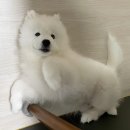 노모얼 | 슬립노모어라는 극을 다섯번이나 보고오다니(4/?)